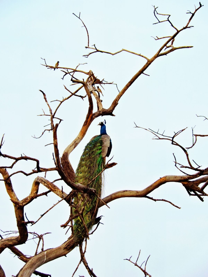 king of birds