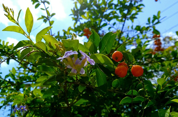 fruits and flowers