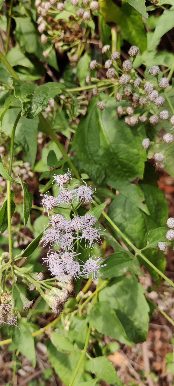 wild flowers