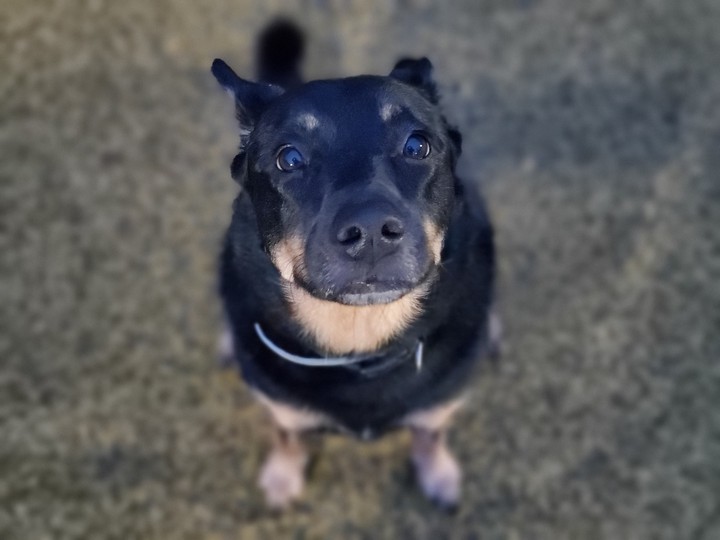 Linda dog
