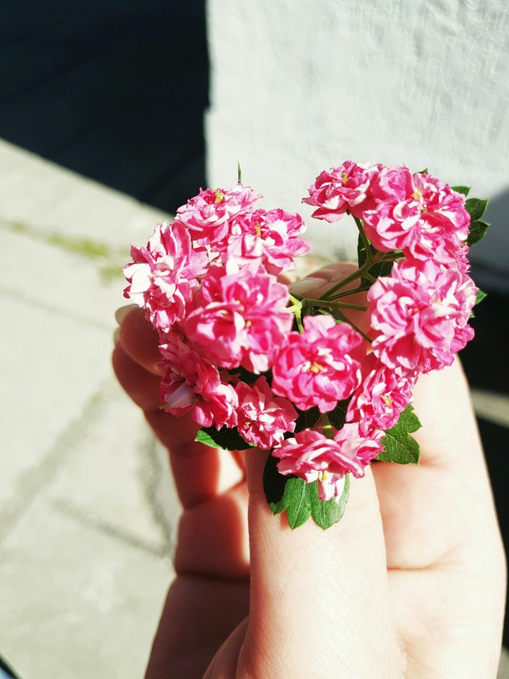 spring