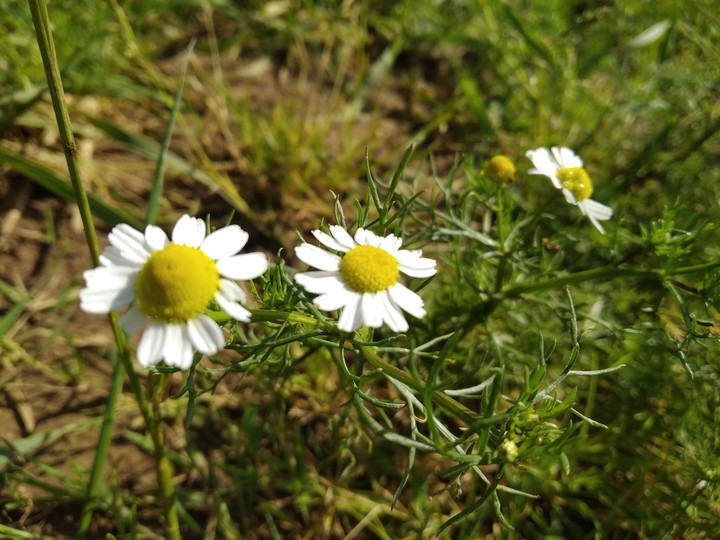 Chamomile