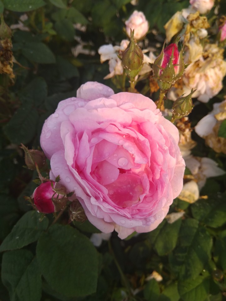 my flower garden