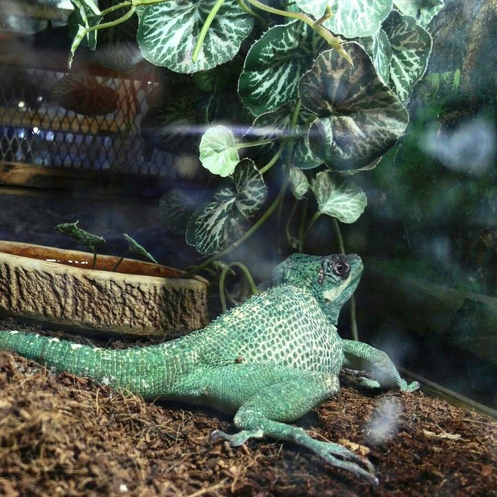lizard