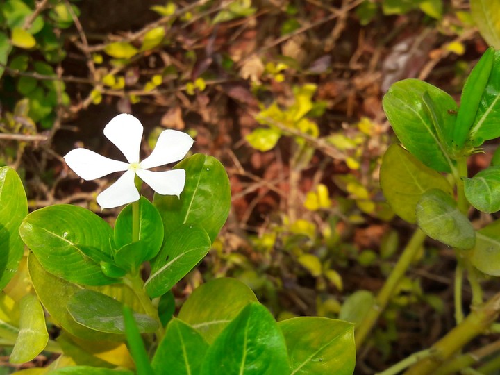 flower......