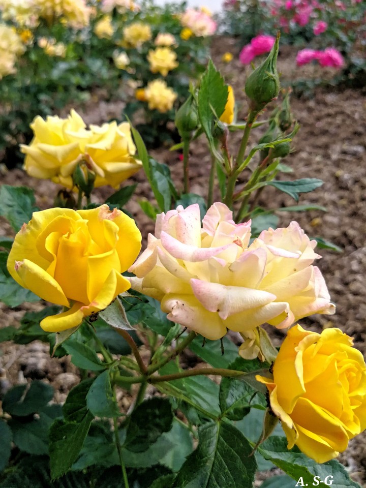 Rosen