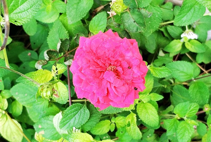 Flower