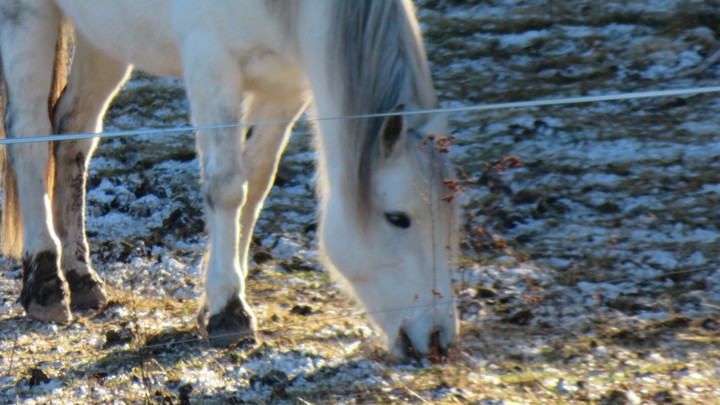 Horse in the Morning 