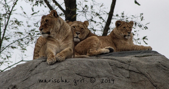 lion