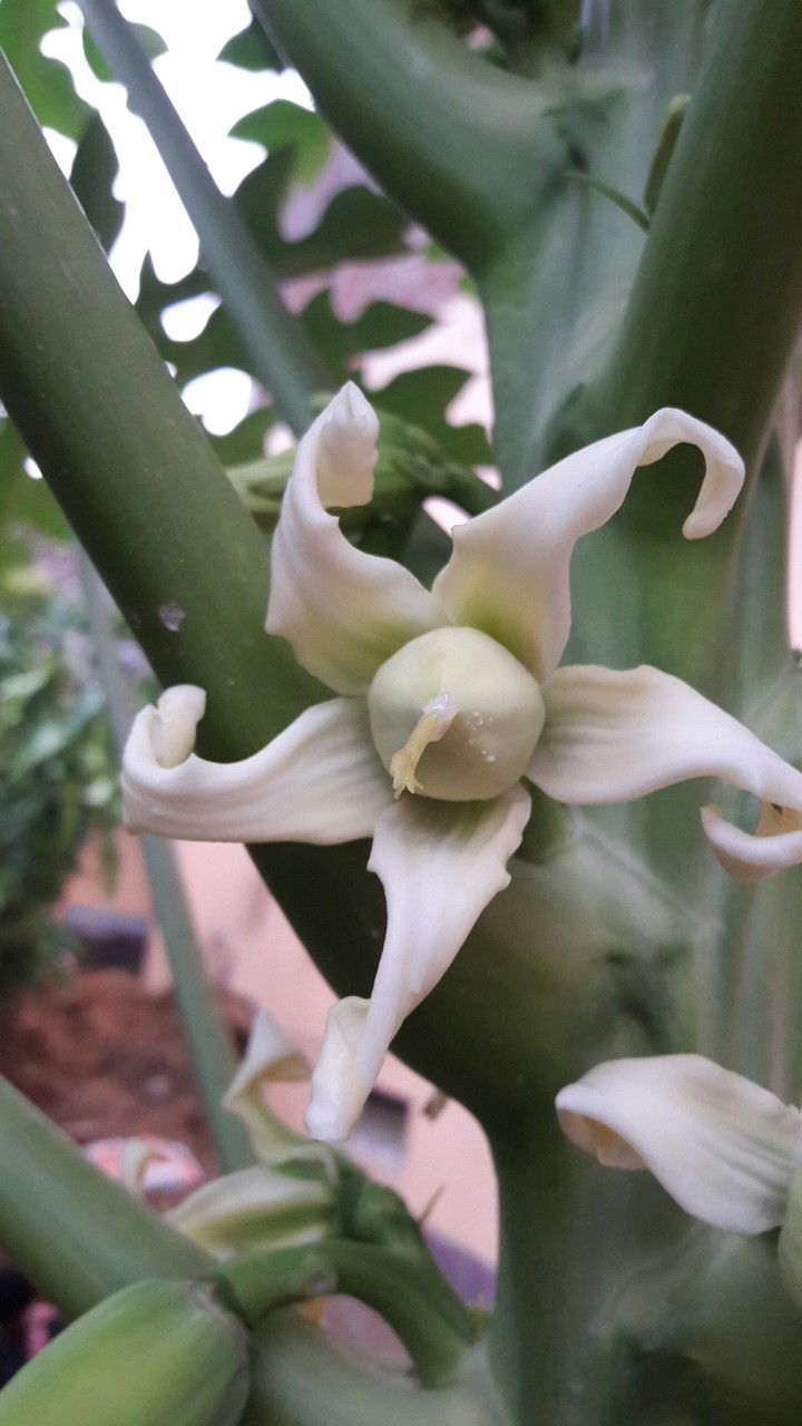 baby papaya coverd with flower bud