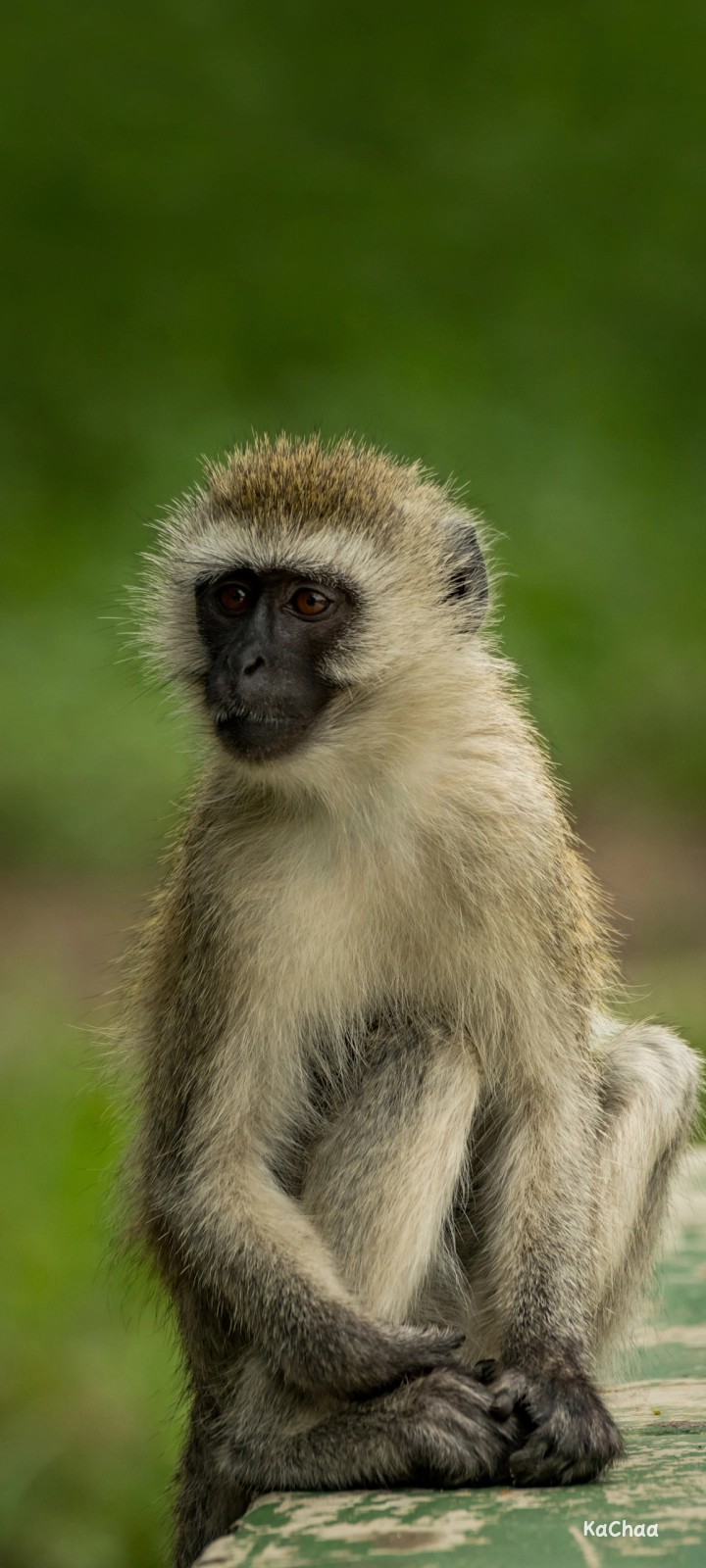 monkey