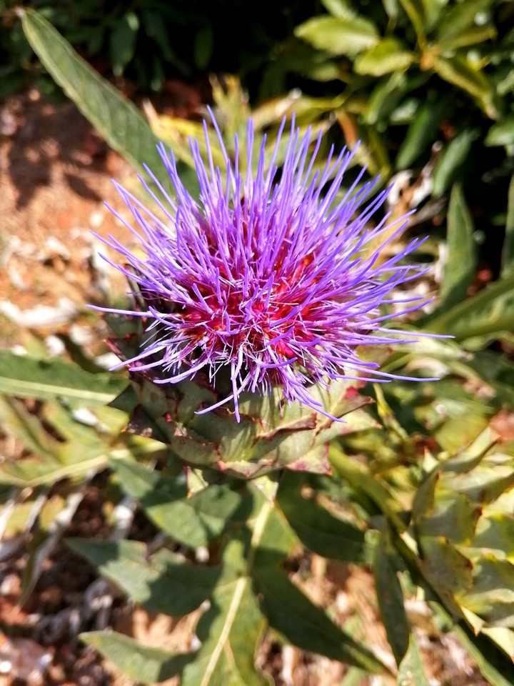 Nature's Beauty