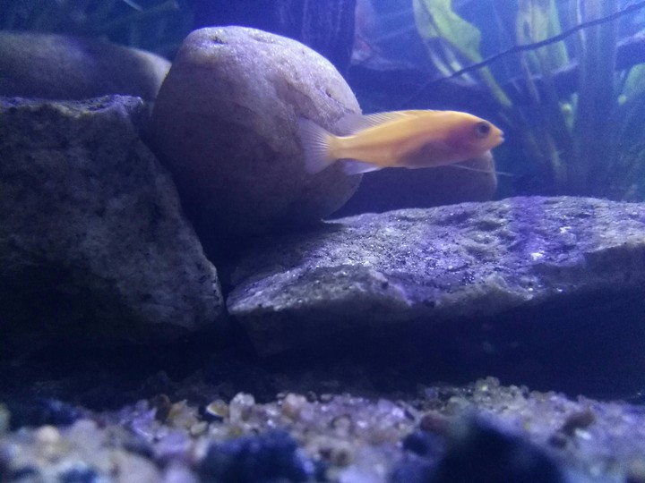 AQUARIUM FISH