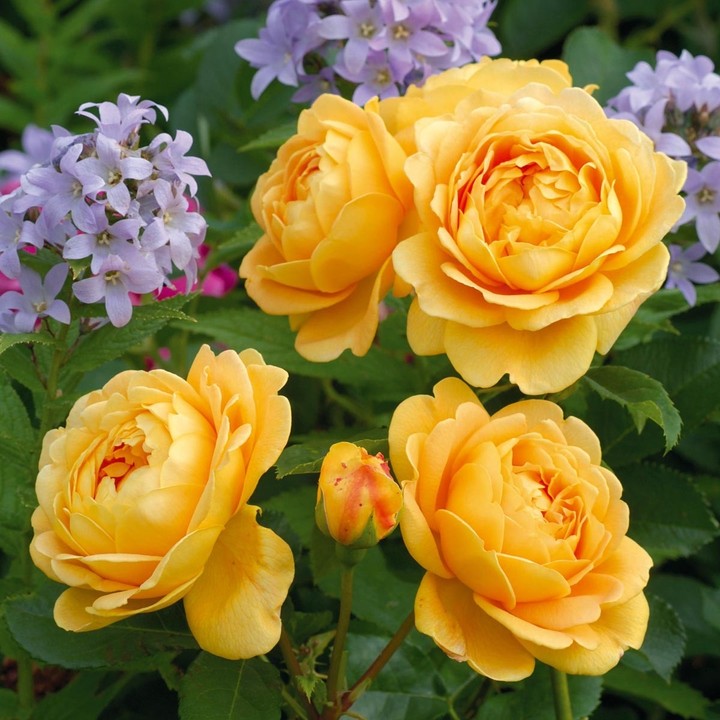yellow rose ....گوڵی زەرد