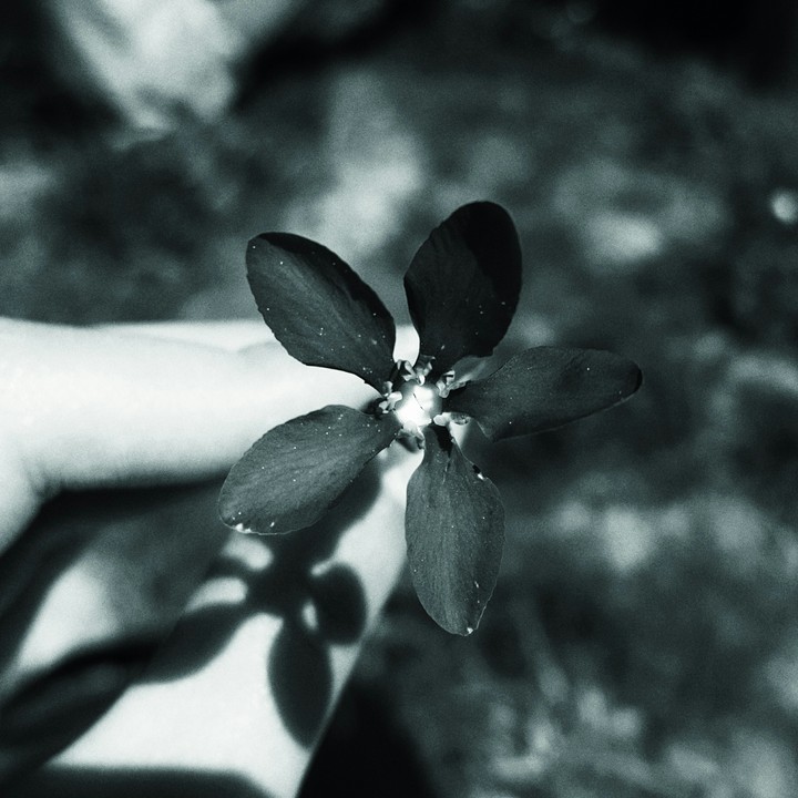 Flower, monochrome