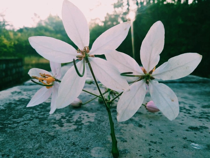 Flower