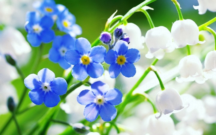 Tiny blue blossom