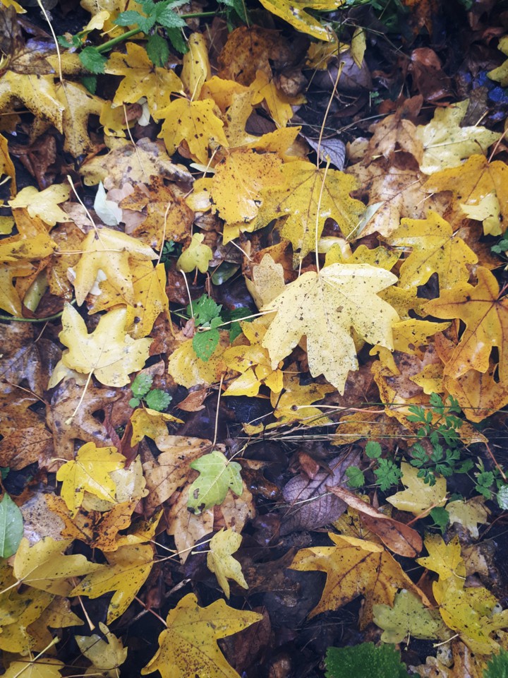 autumn