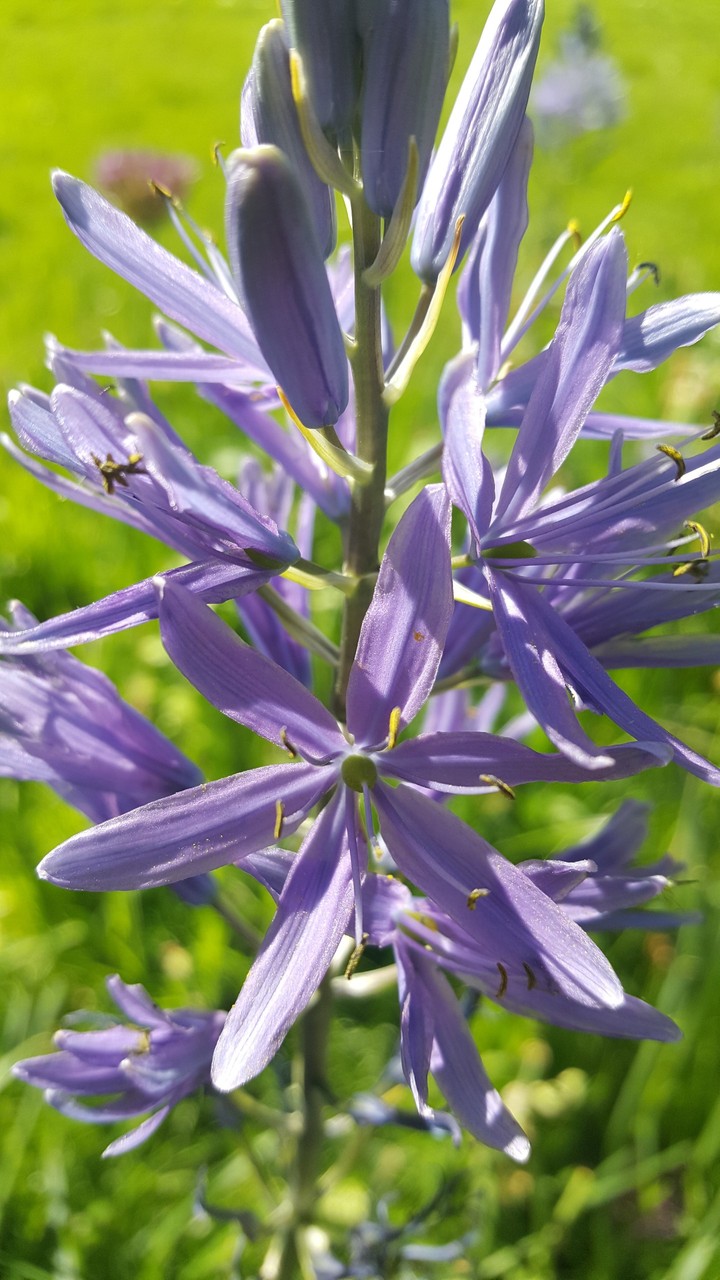 purple wild flower