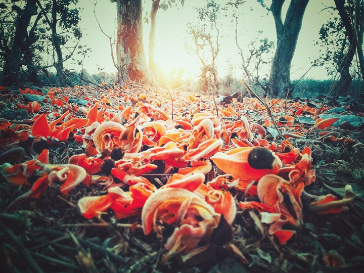 Beautiful flowers