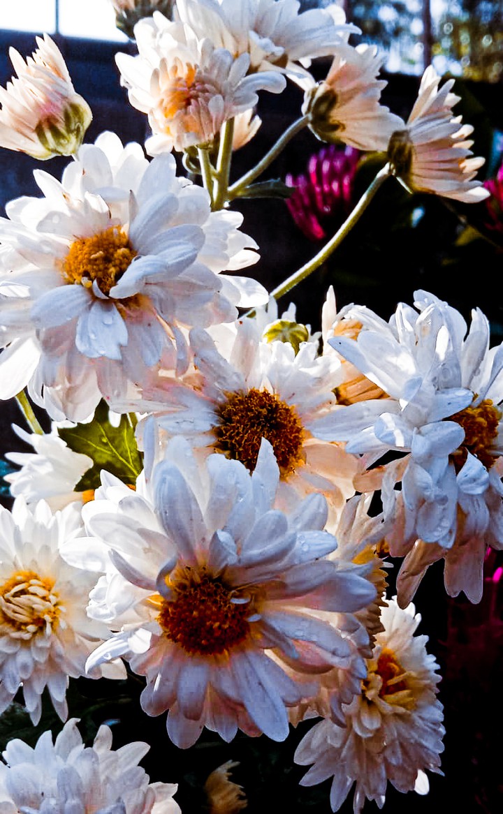 flower