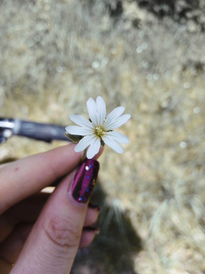 Flower #Alina
