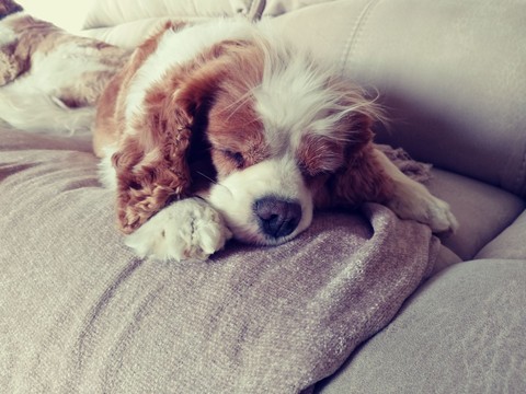 King Charles cavalier