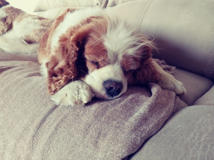 King Charles cavalier