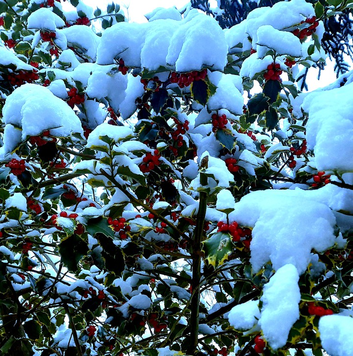 ice berry