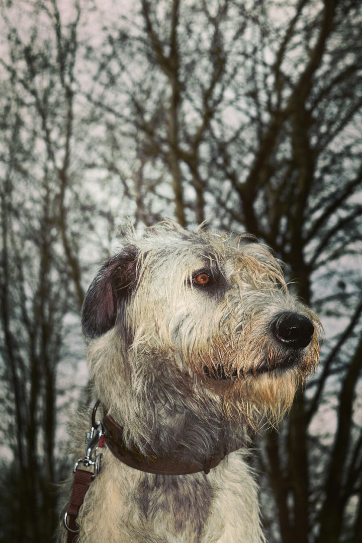 Wolf in the woods.