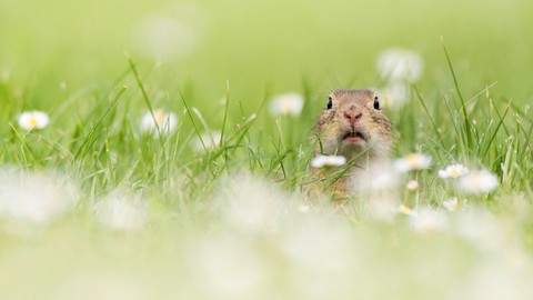 Squirrel, grasses वॉलपेपर