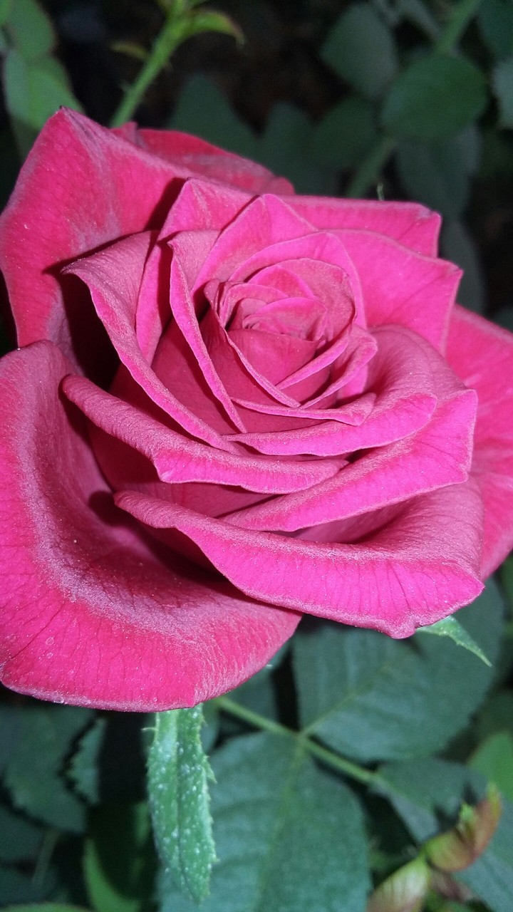 Rose, Flower