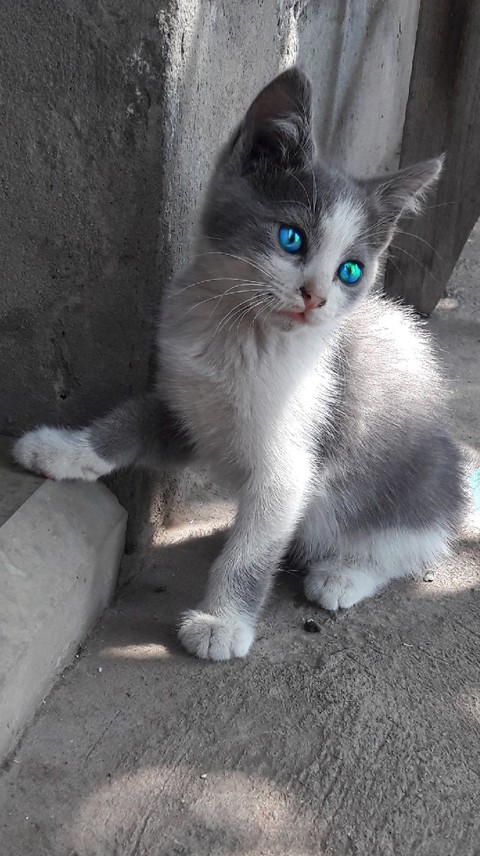 cat