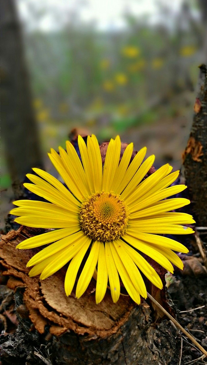 güzel