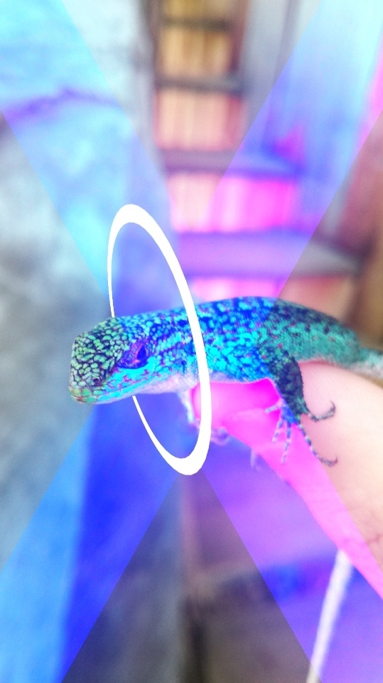 Neon Lagart
