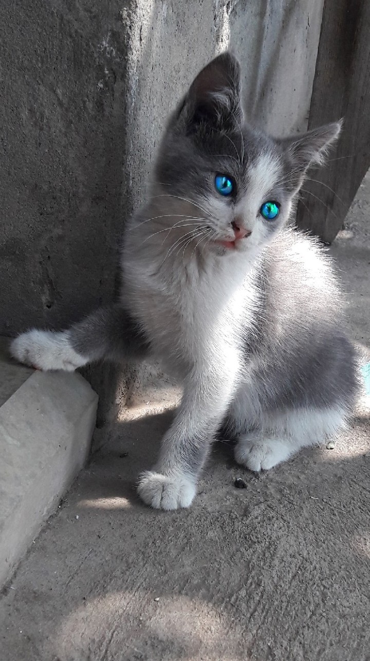 cat