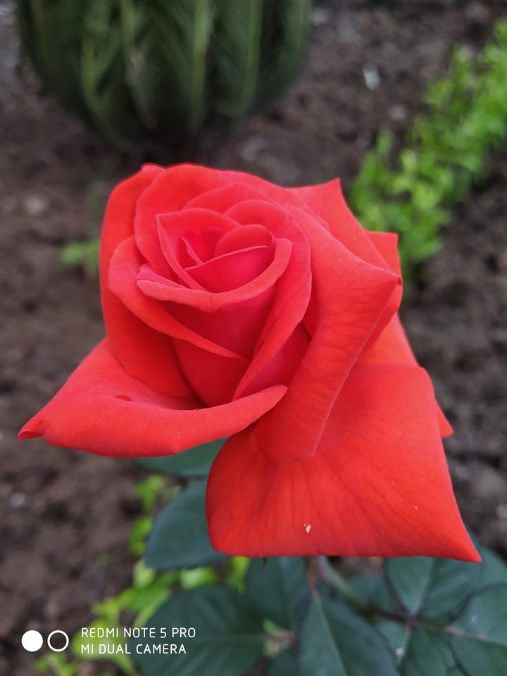 Roses are orange