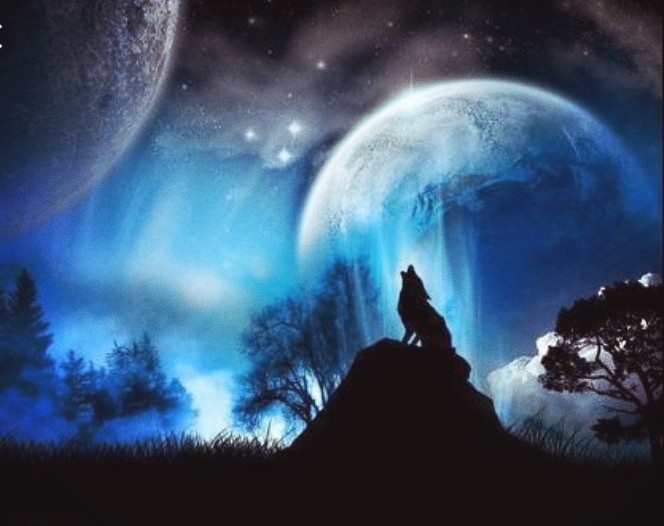 Blue wolf !