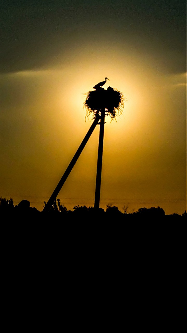 storks nest