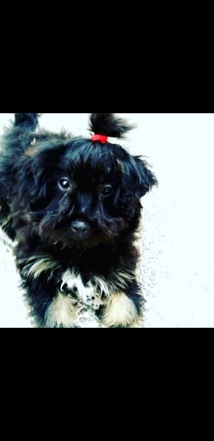 le   minion   caniche
