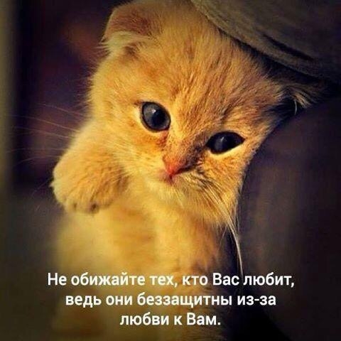 котёнок