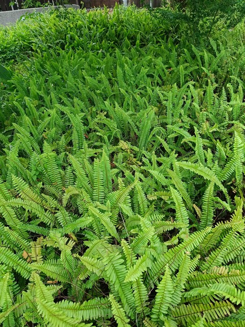 hình nền groundcover, plant