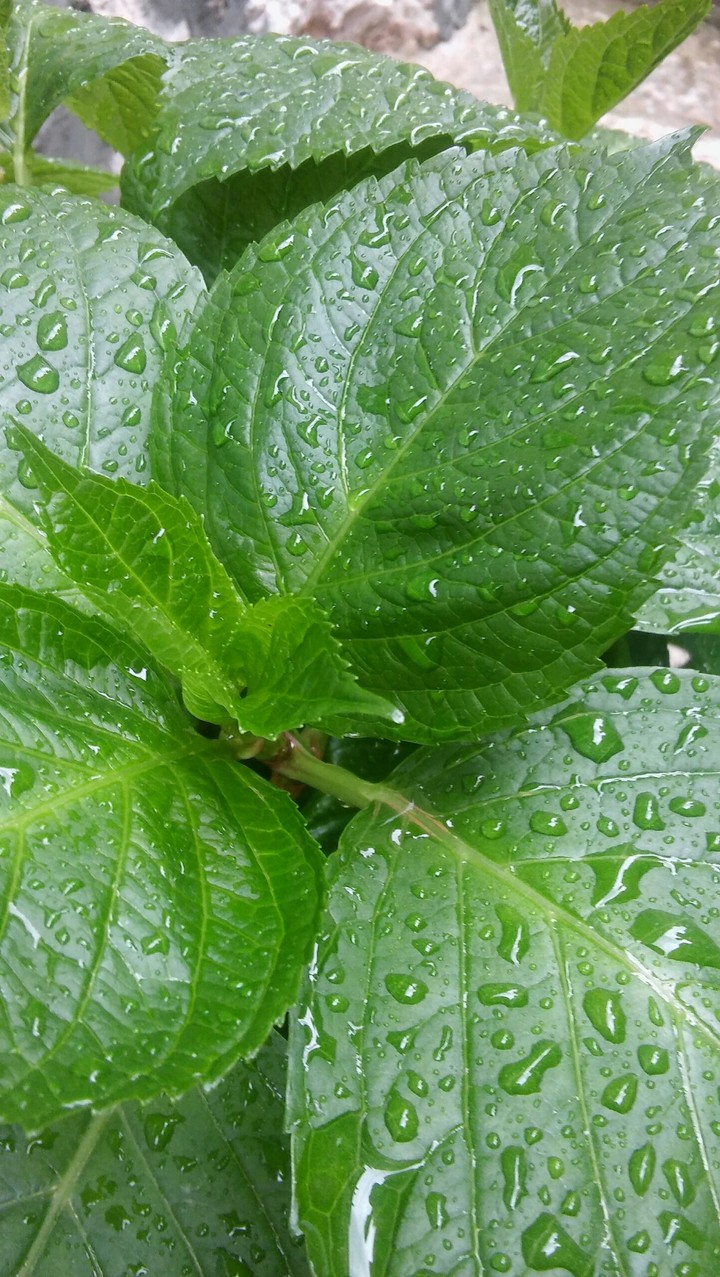 #leaf #flower