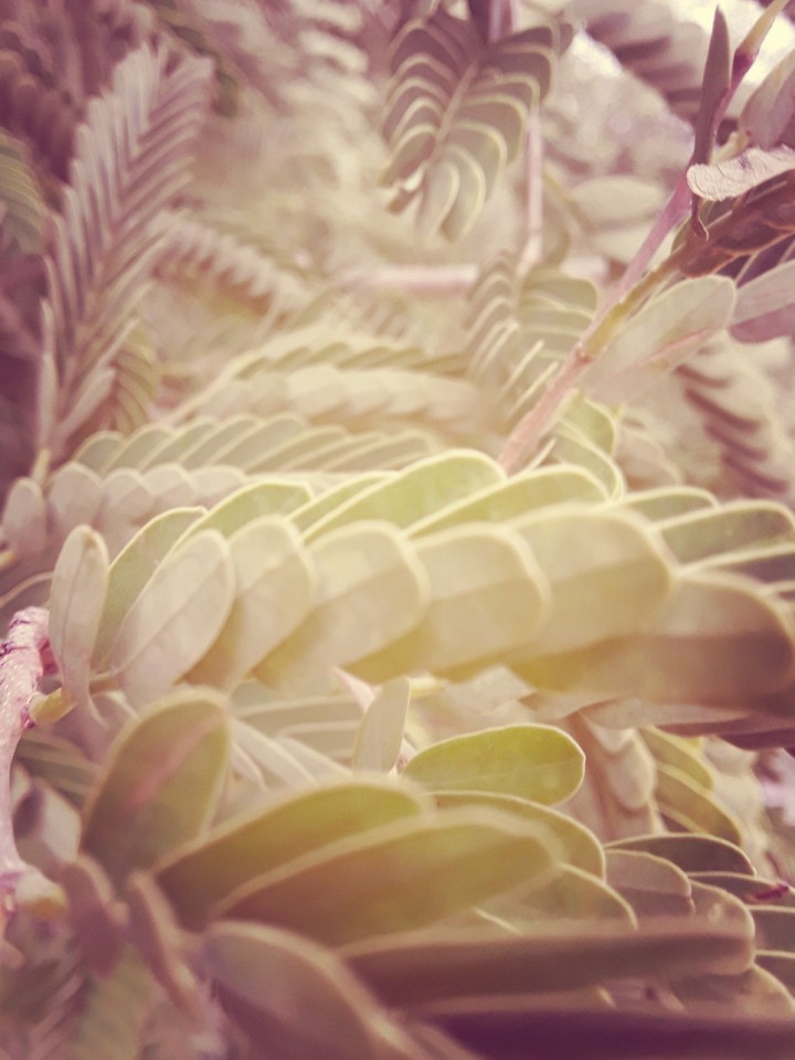 leafs