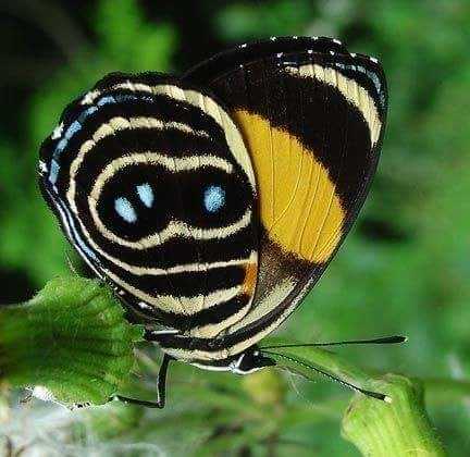 insect, pollinator achtergronden