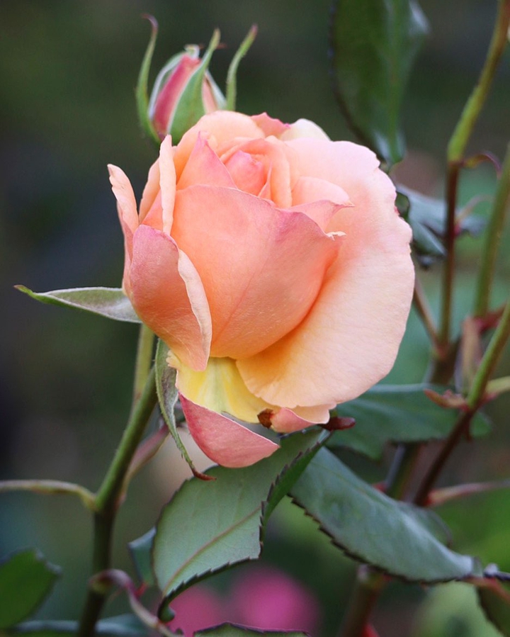 So Beautiful Rose
