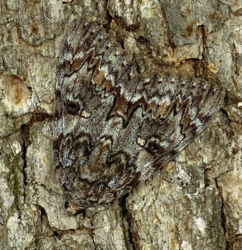 fondos de pantalla arthropod, butterfly