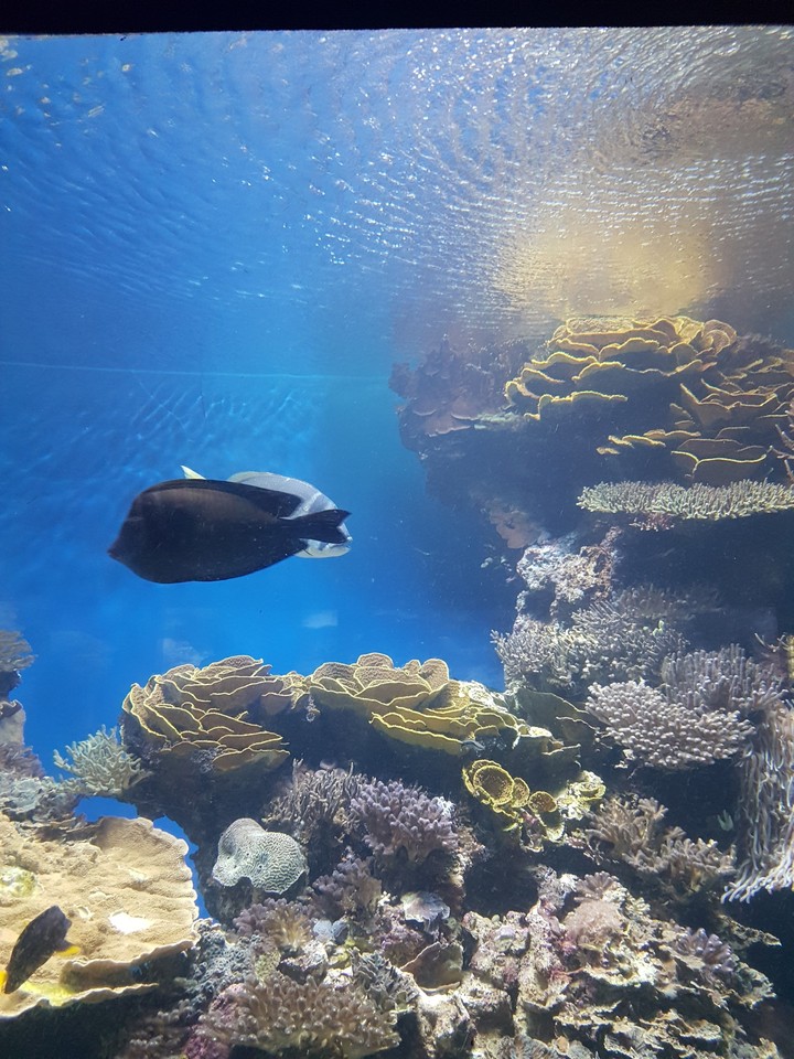 underwater world