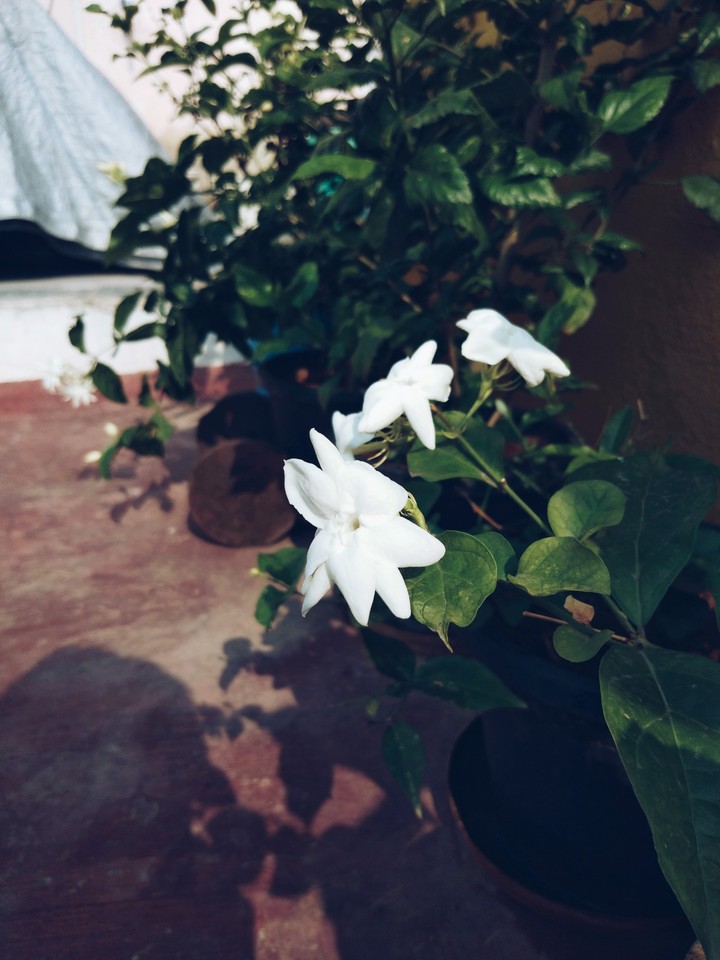 star flower
