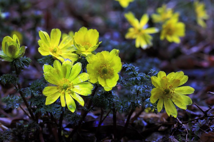 flowers